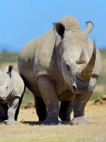 Two-Day Safari to Ol Pejeta