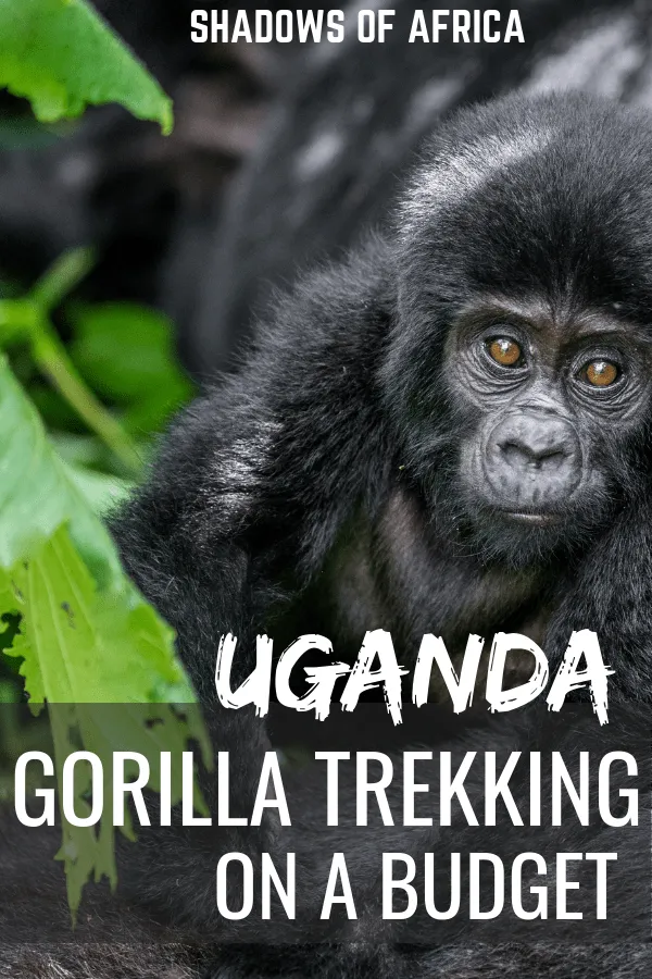 Do you want to go gorilla trekking in Africa on a budget? Why not gorilla trek in Uganda! If trekking with gorillas in Rwanda is too expensive, Uganda is the perfect budget option for you! #trekking #gorilla #gorillatrekking #uganda #rwanda #africa #travel 