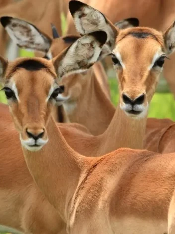 Undiscovered Tanzania - 11 Day Southern Tanzania Safari