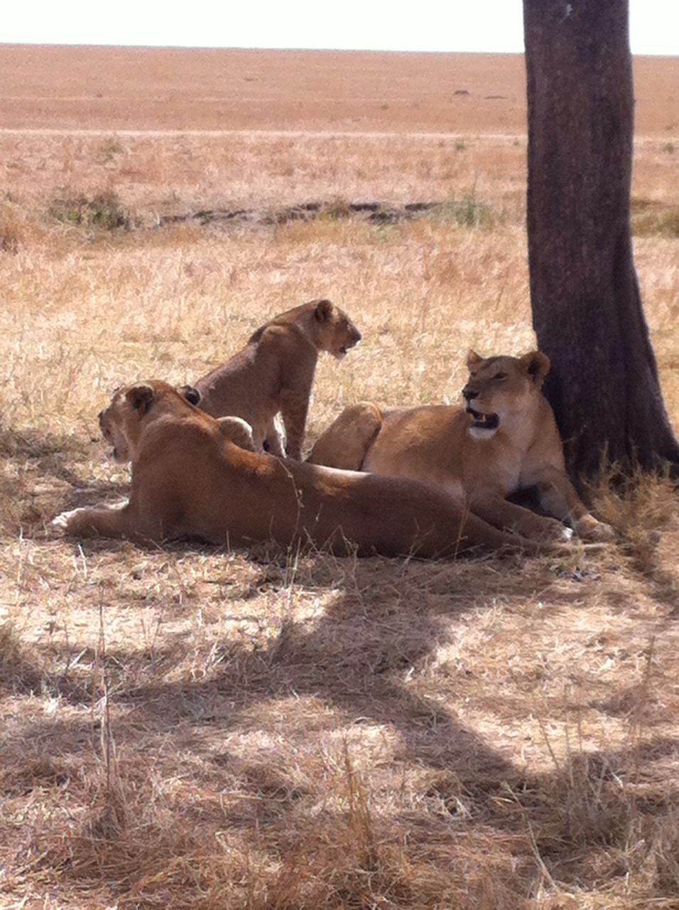 Tarangire lions