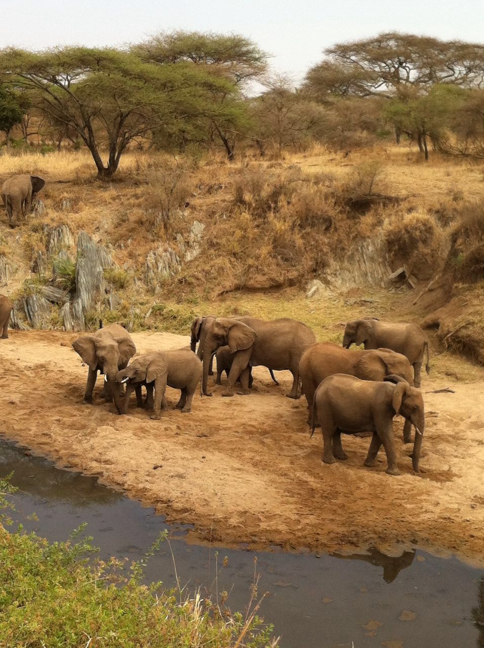 Tarangire Elephants
