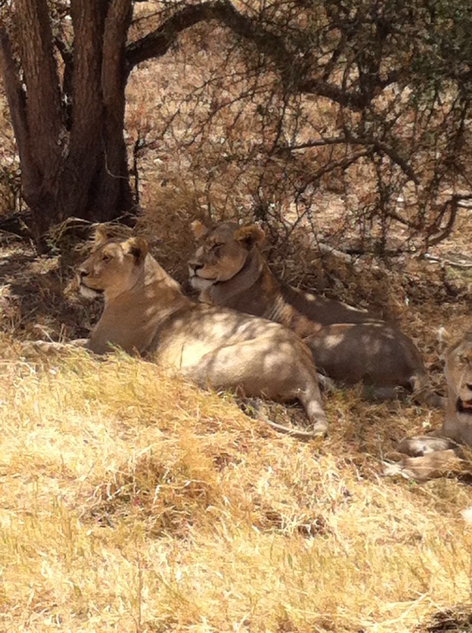 Lion spotted during Kilimanjaro biking and lion safari