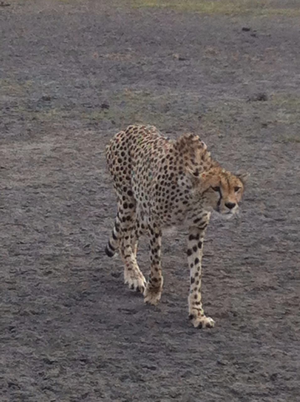 Cheeta Lions in the wild during Kilimanjaro safari
