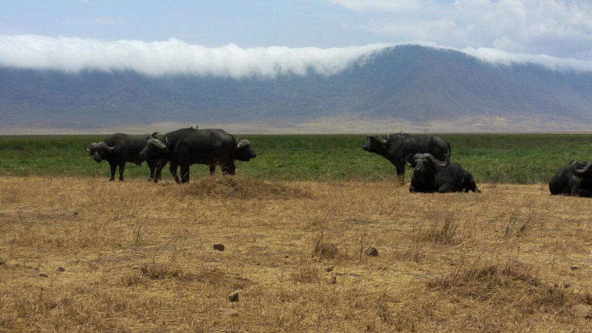 Buffalo Ngorongoro