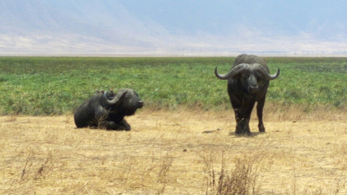Buffalo Ngorongoro