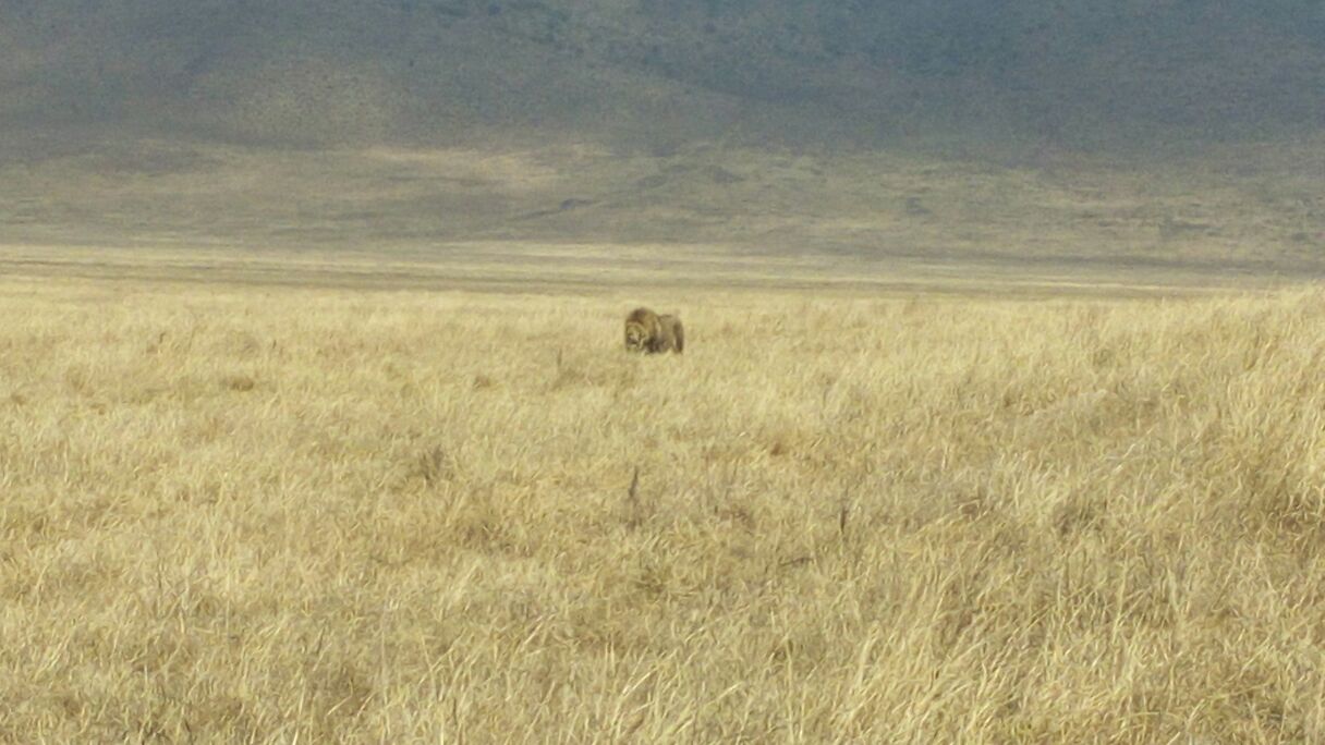 Lion Ngorongoro