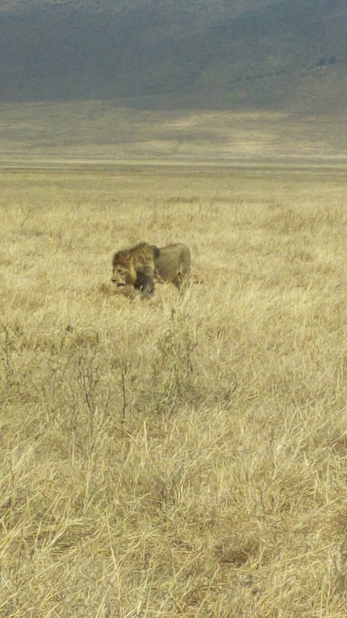 Lion Ngorongoro
