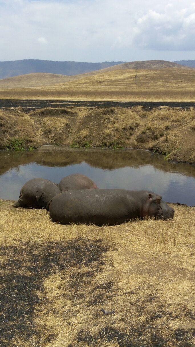 Hippo Pool Ngorongoro