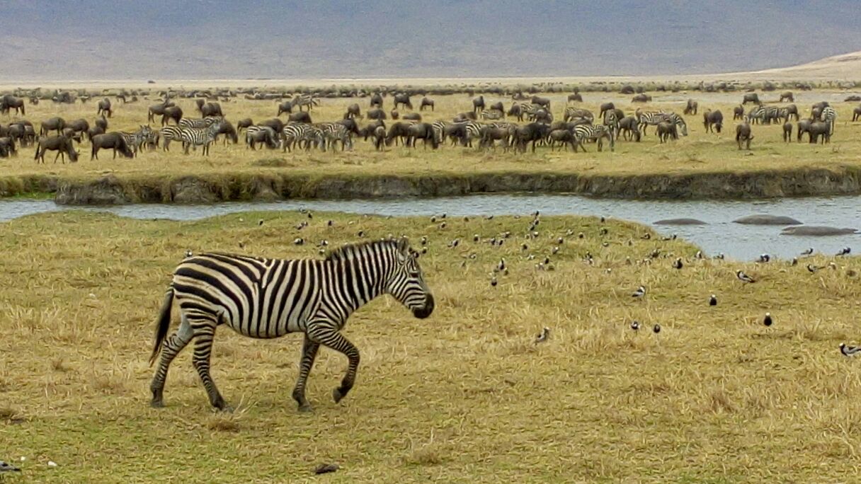 Zebra in front of a hippo pool in Ngorongoro Crater