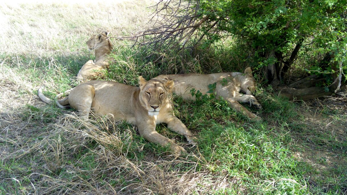 Lions in the Serengeti, the lion in the front had a tracking collar 