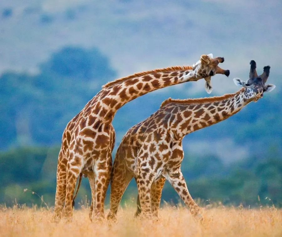 Why_Kenya_Small_Giraffes2