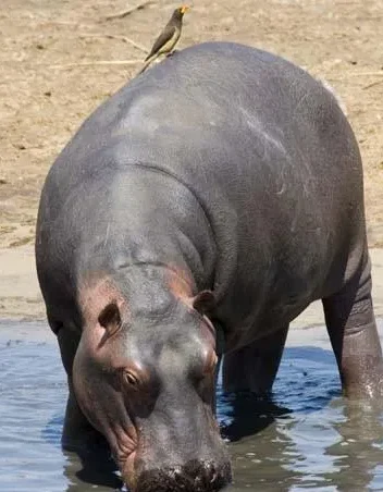 Wild Tanzania - 11 Day Southern Tanzania Adventure