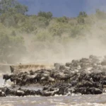 What is the Best Time to See the Wildebeest Migration?