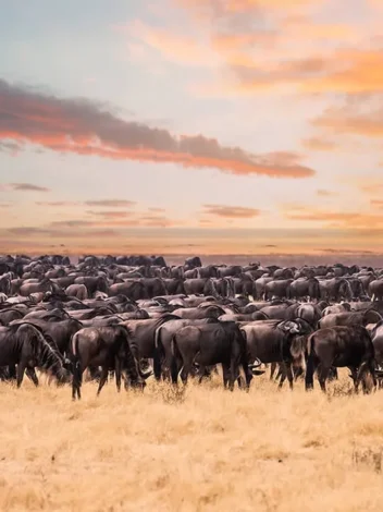 Wildebeest Migration Safari 2025 (All year round)