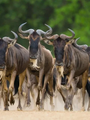 Wildebeest Migration Safari 2025 "Fly in" 5 days (July to October)