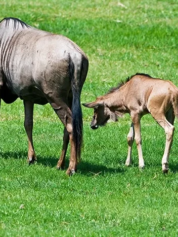 Wildebeest Migration Safari - Calving Season - 4 days (December to March)