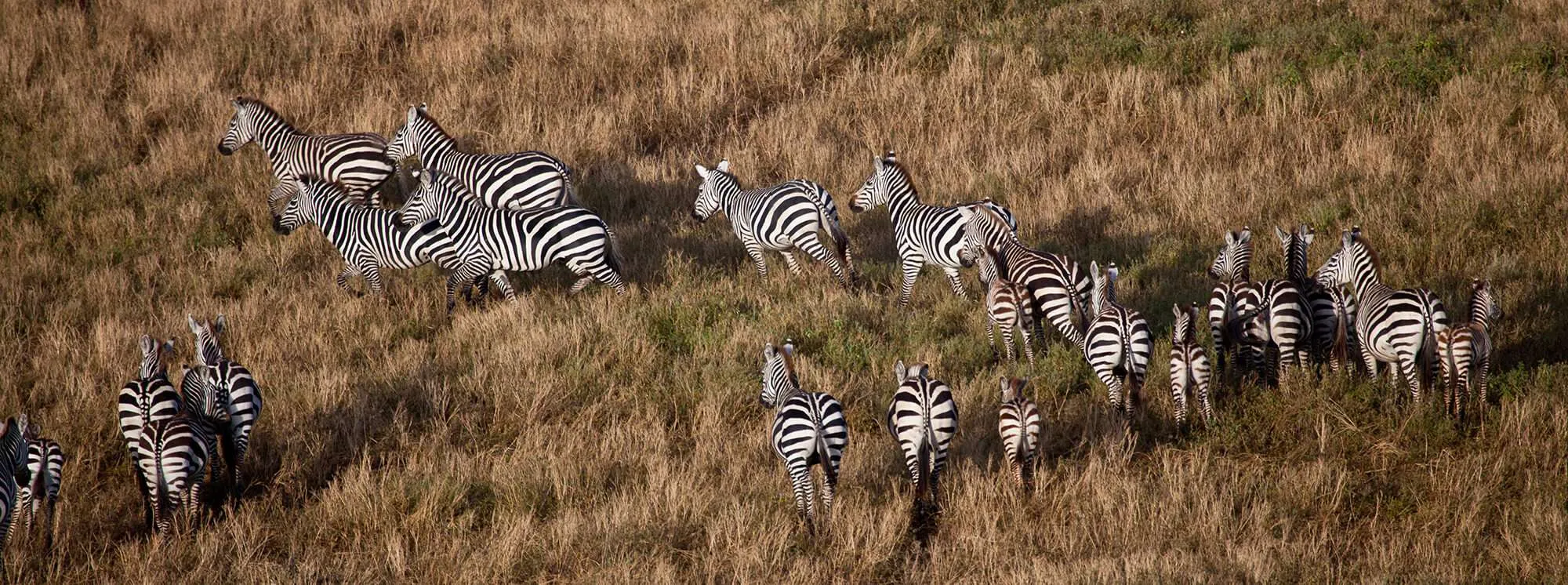 Zebra from Balloon safari