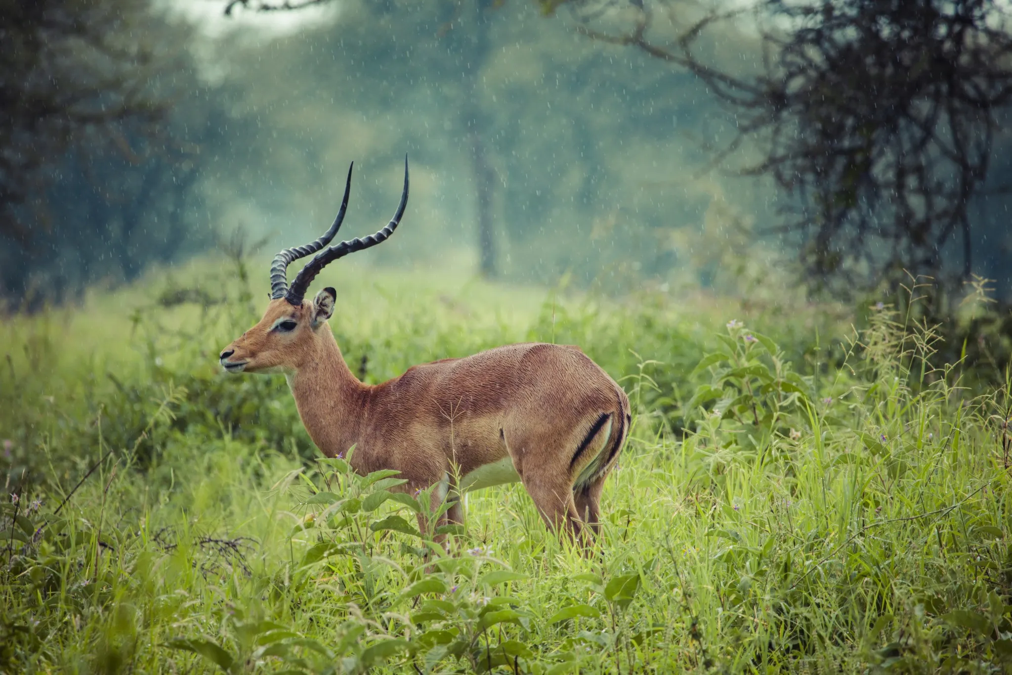 Tarangire wildlife guide map with park highlights and animals