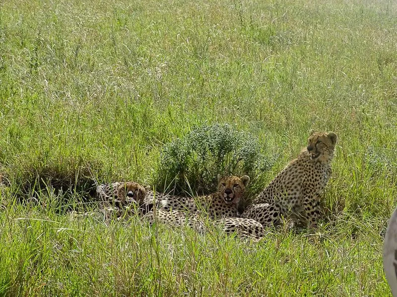 cheetah family