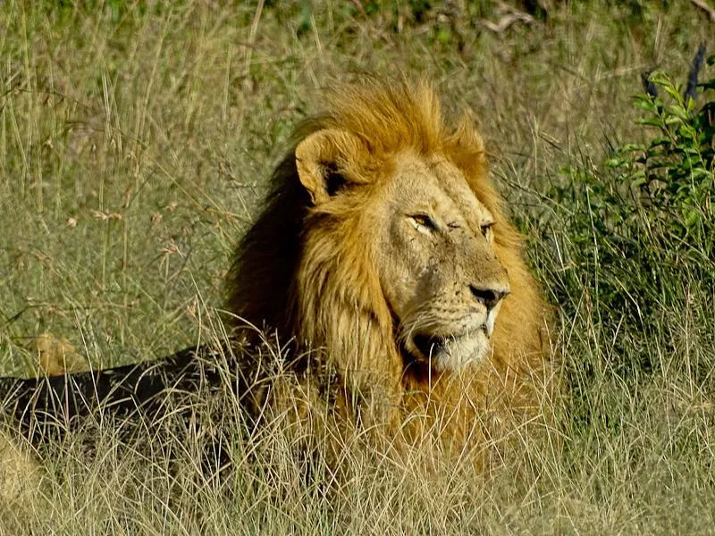male lion king