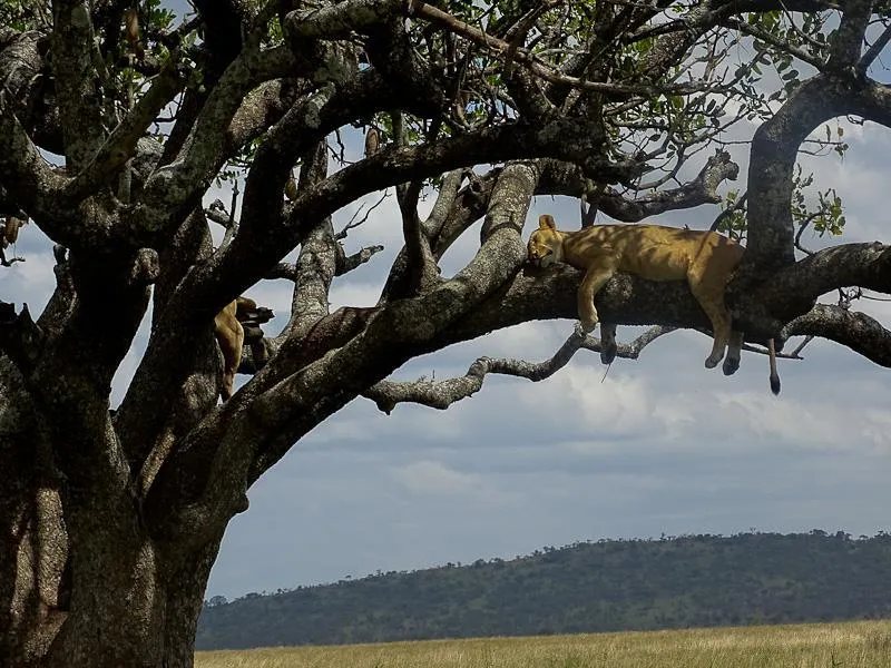 lion in a tree