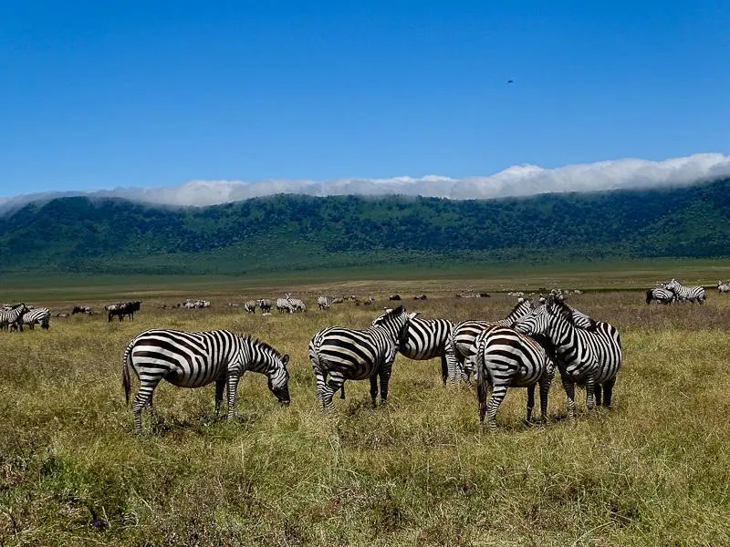 zebras ngorongoro