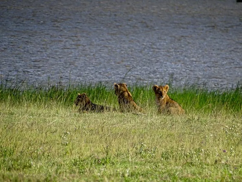 lion cubs by lake