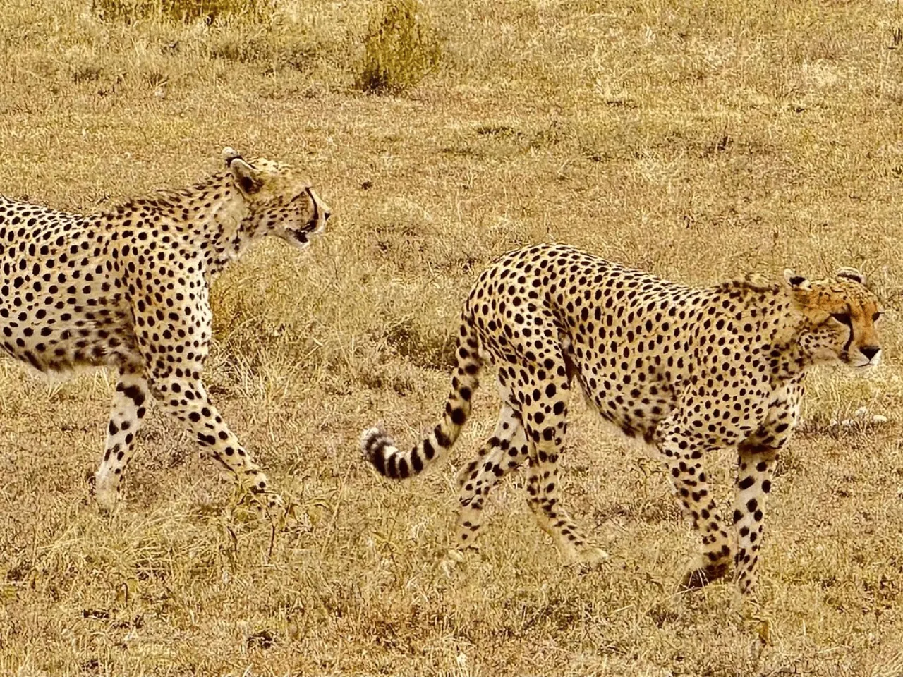 Big Five Safari