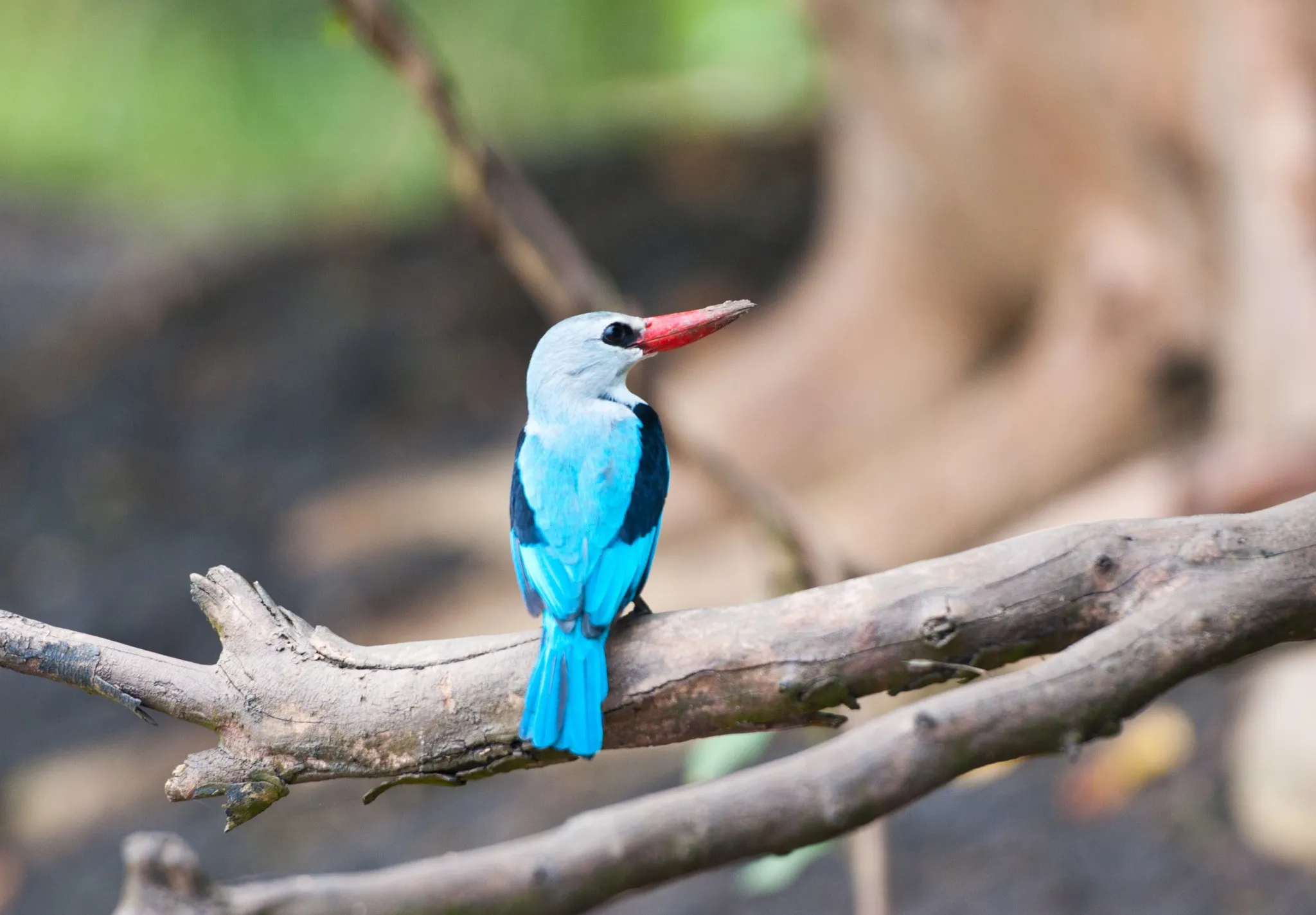 Birds in Africa