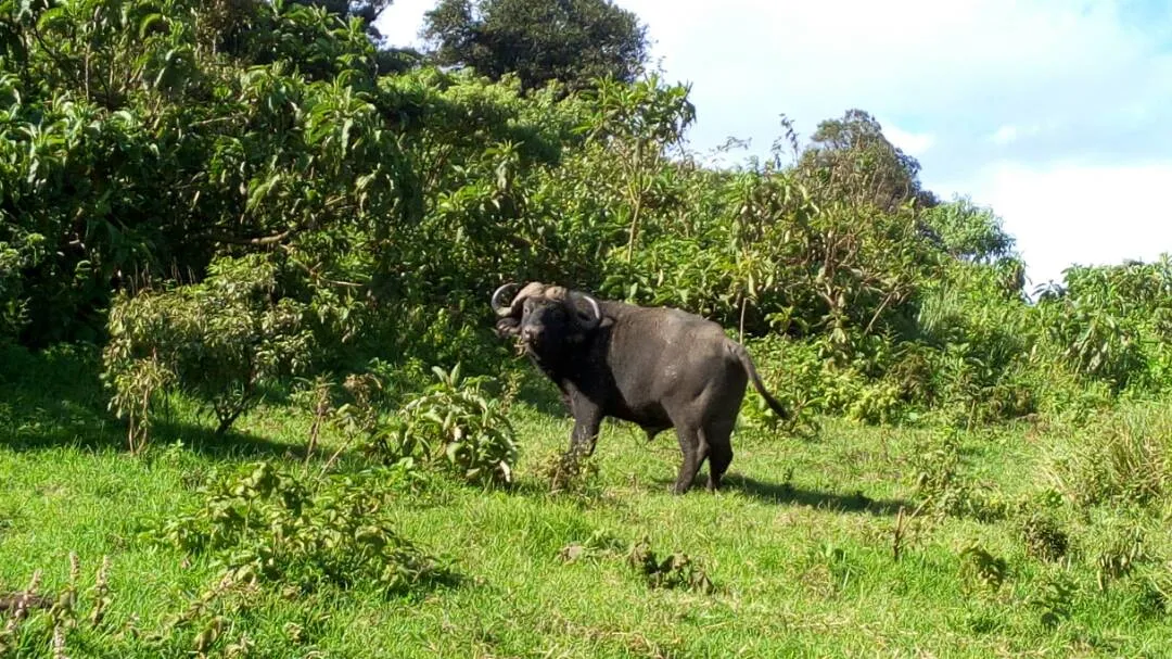 buffalo safari africa
