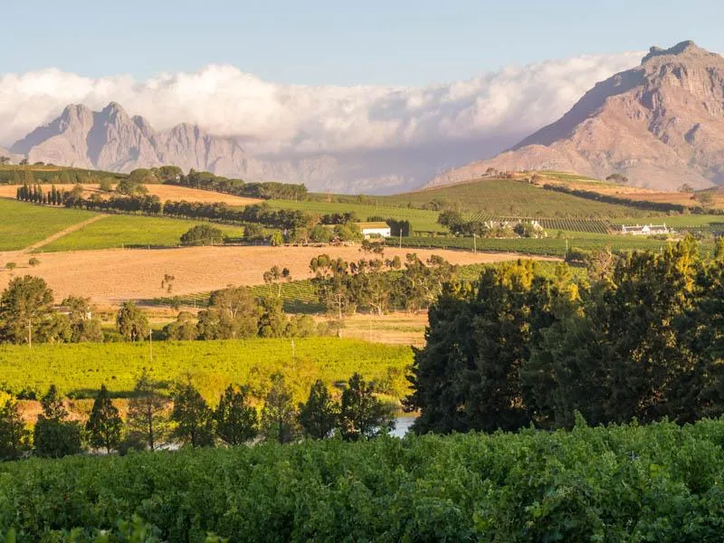 stellenbosch wine country