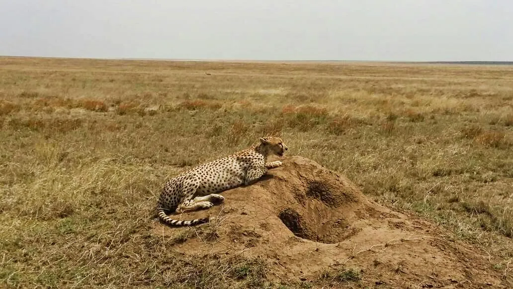 Cheetah in serengeti