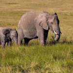 Trade Snow for Sun: A Christmas Serengeti Safari