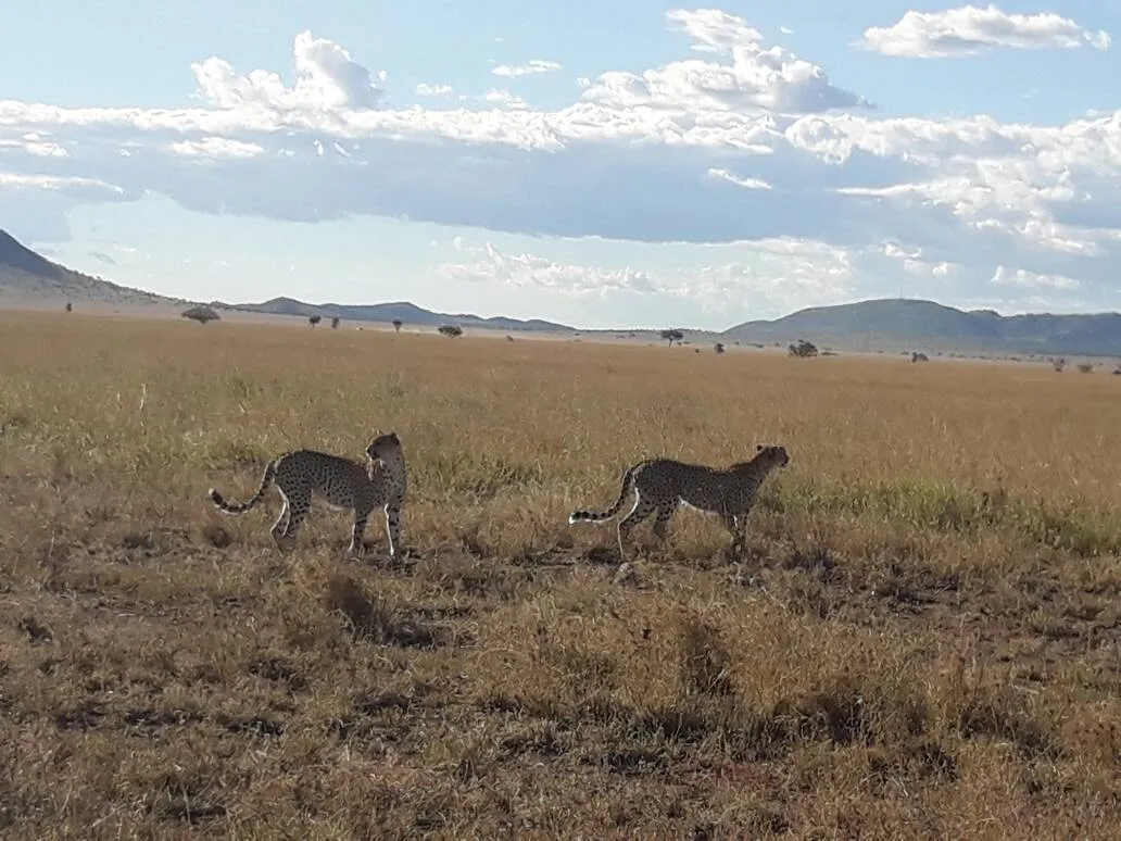 Cheetahs were hunting for food too in Northern Tanzania Safari Route