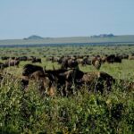 wildebeest herd
