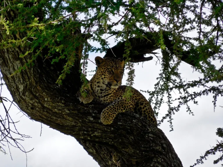 A Family Safari in Pictures