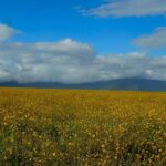wildflowers ngorongoro