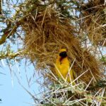 speke's weaver serengeti
