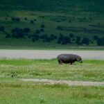 hippo out of water