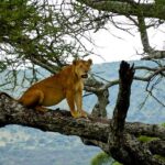 tree climbing lion 2
