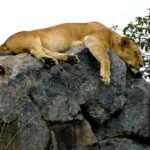 lion simba kopje serengeti