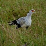 crowned plover