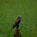 lilac breasted roller