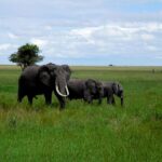 elephants long grass