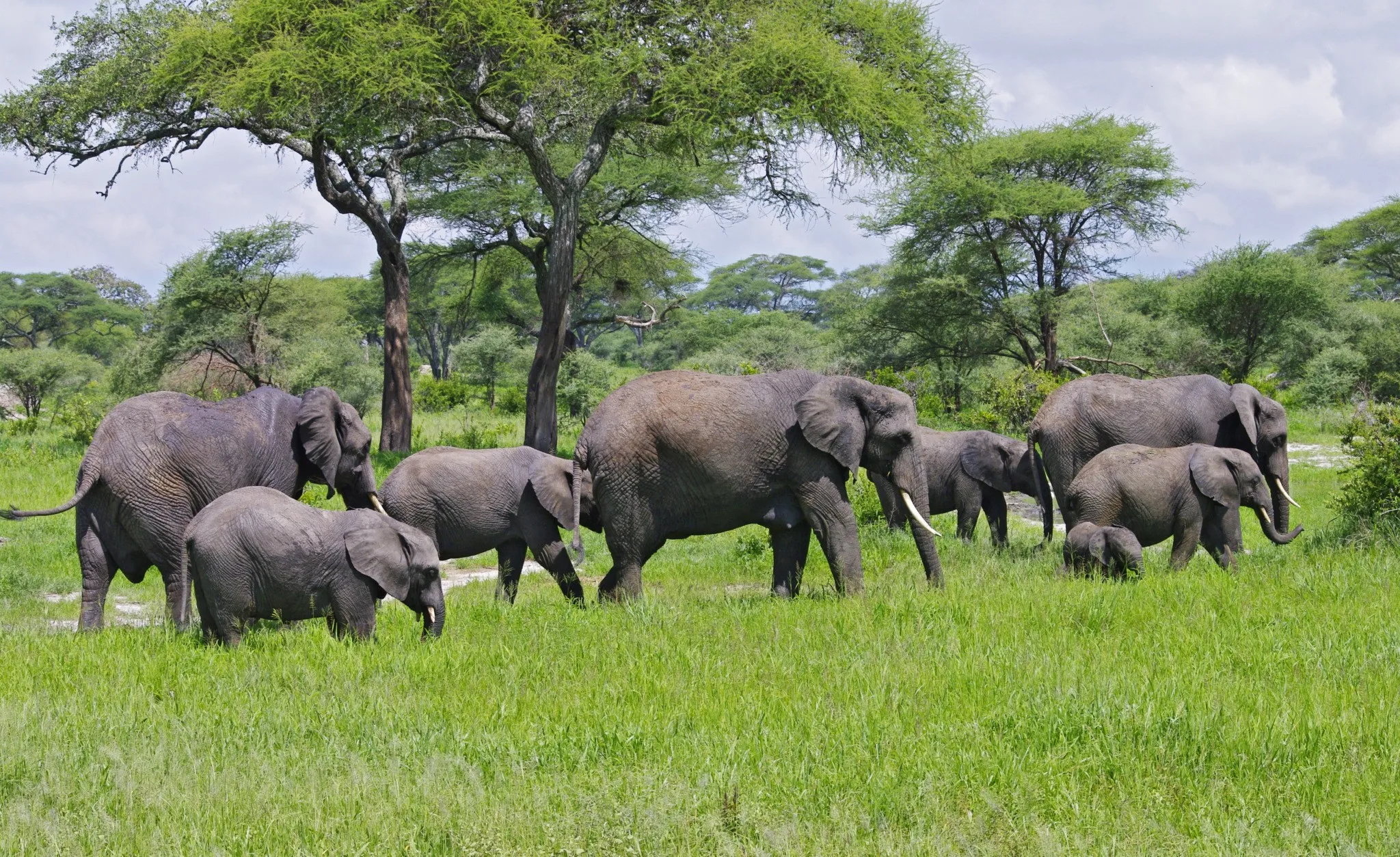 elephant-herds-tarangire