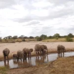 Adventures on Safaris this July
