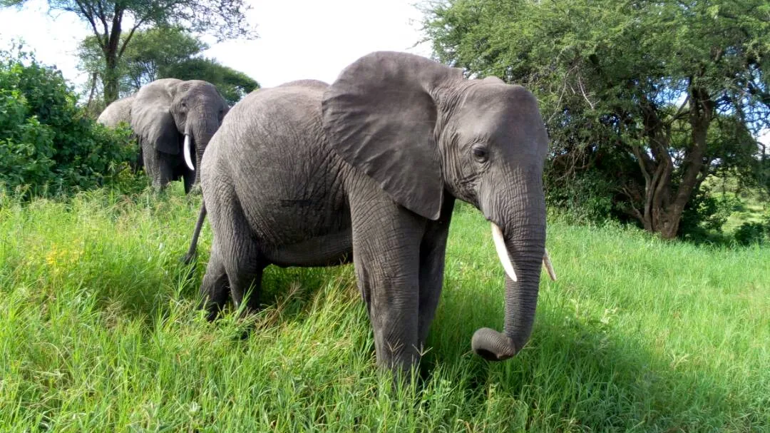 Elephant herd crossing the Serengeti plains on an amazing safari in June