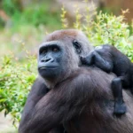What to pack for a gorilla trek