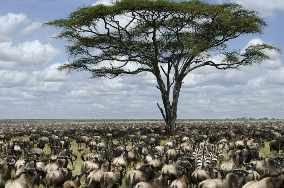 great migration kenya