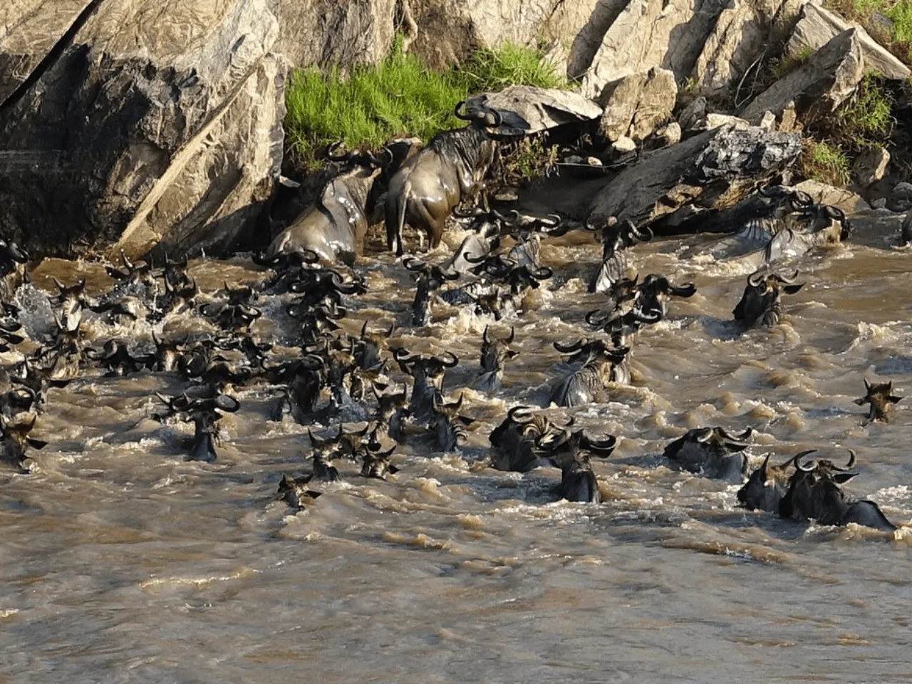 Great Migration